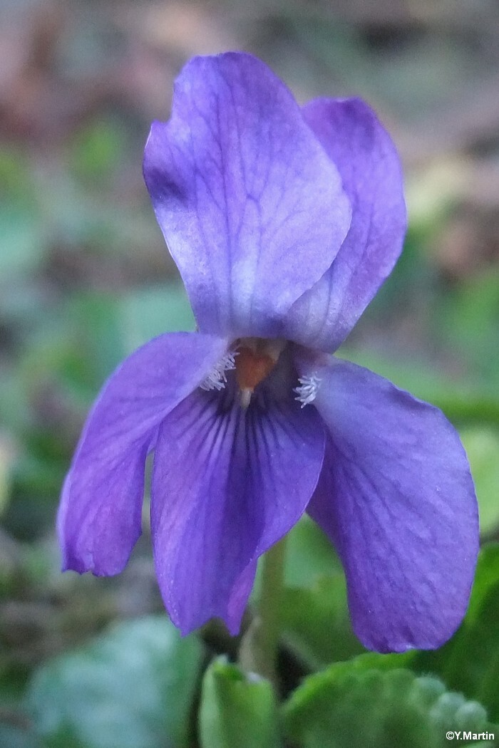 Violette Odorante Viola Odorata Sauvages De Ma Rue