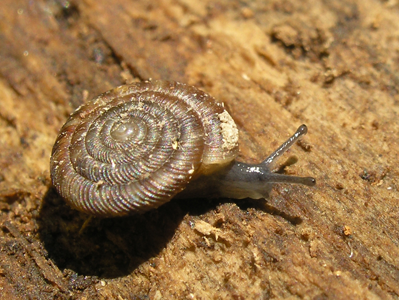 Boutons (Discus rotundatus et Discus ruderatus) (Opération Escargots)