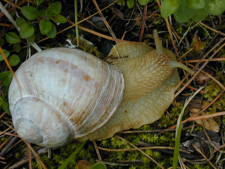 Helix pomatia (escargot de Bourgogne)