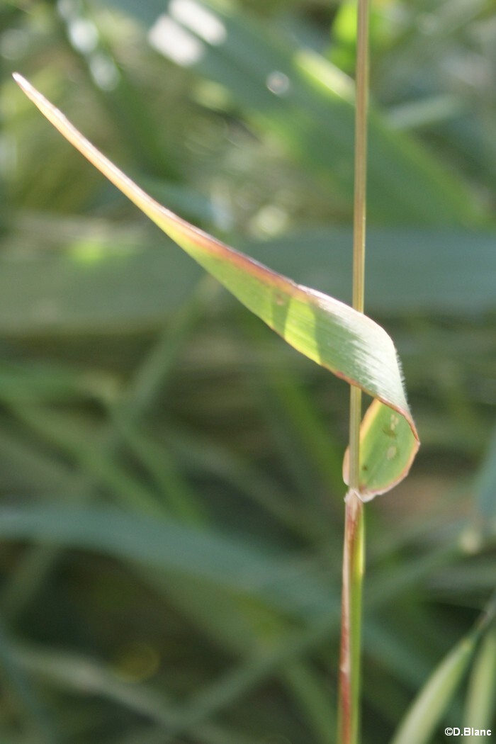 Histoire de l'orge, informations sur les plantes et valeur