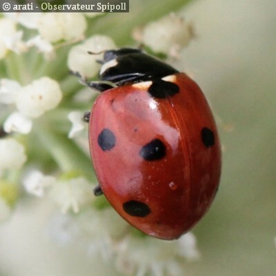 La Coccinelle 7 points Coccinella septempunctata Vigie