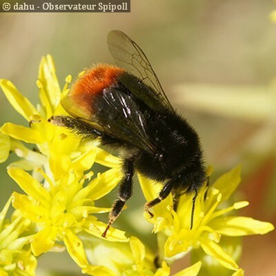 Les Bourdons noirs à cul rouge (Bombus) (SPIPOLL - insectes pollinisateurs)