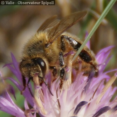 Anatomie de l'abeille (Appis mellifera)  Abeille, Infographie, La vie des  abeilles