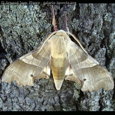 Le Sphinx du Chêne vert (Marumba quercus) (SPIPOLL - insectes ...