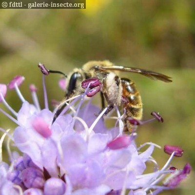 L'Andrne margine (Andrena marginata) (SPIPOLL - insectes pollinisateurs)