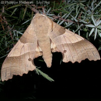 Le Sphinx du Chêne vert (Marumba quercus) (SPIPOLL - insectes ...