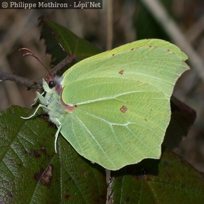 Les Citrons (Gonepteryx) (SPIPOLL - insectes pollinisateurs)