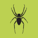 Allure d'araignée (Arachnides)